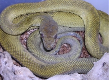 post shed patternless clastolepis