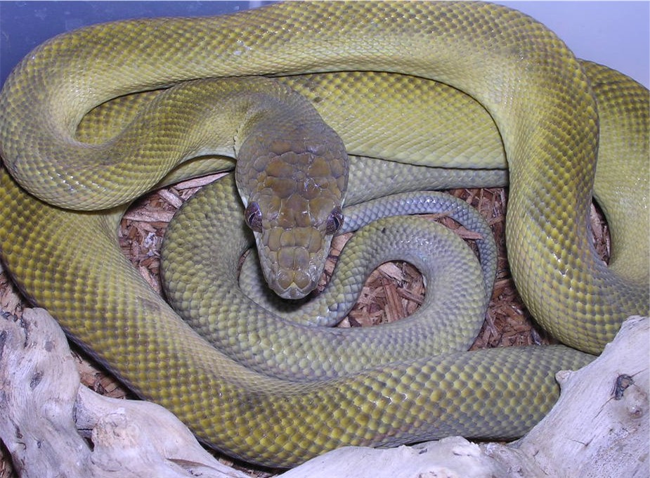 post shed patternless clastolepis