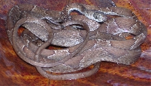 Imantodes