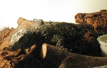 Male Croc