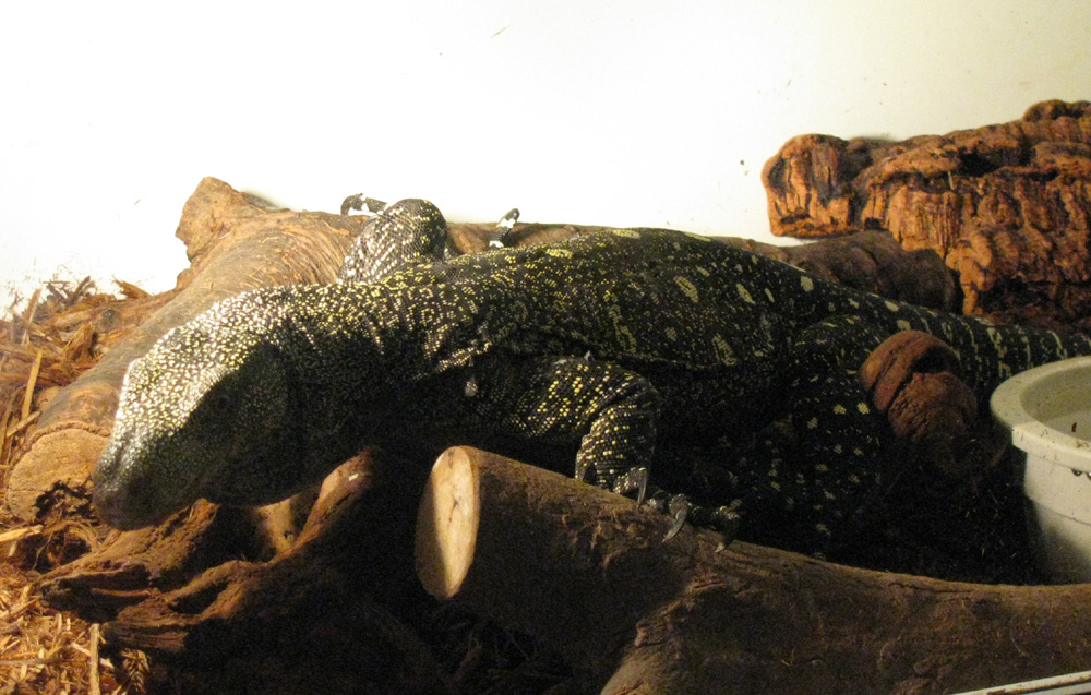 Male Croc