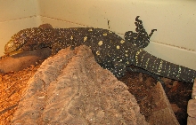 Female Croc