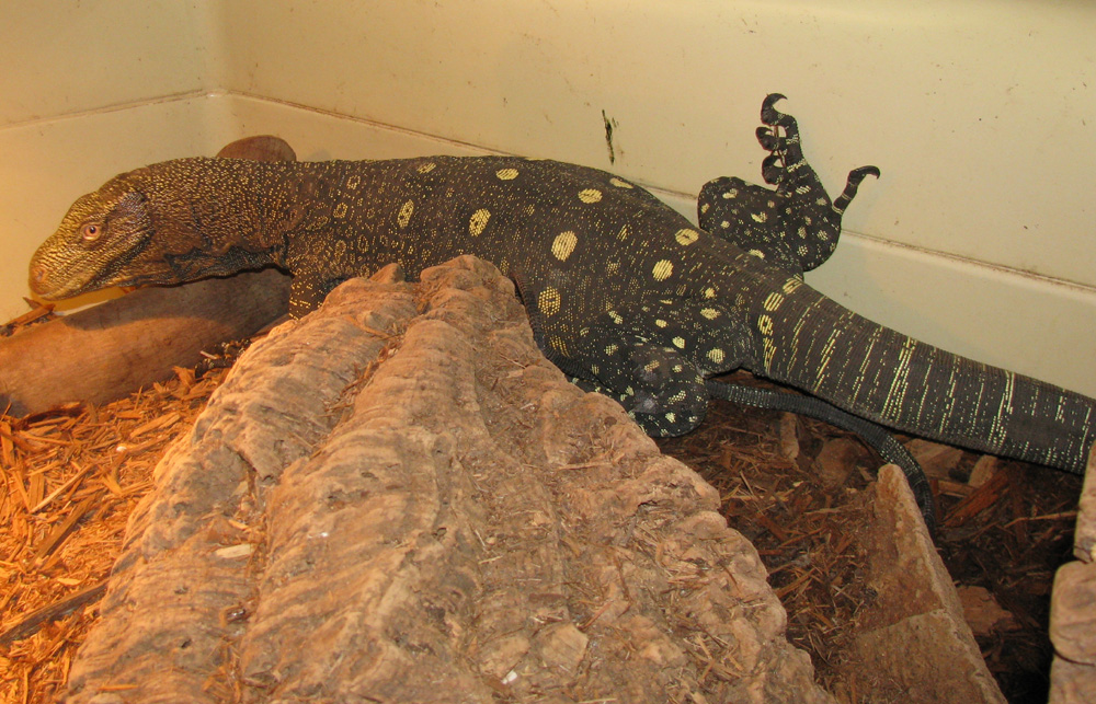 Female Croc