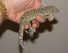 Tokay