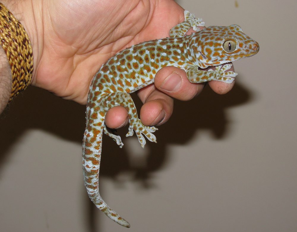 Tokay