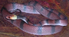 Tripanurgos