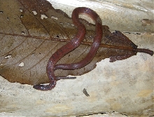 atractus