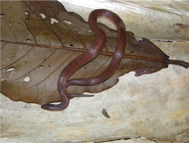 atractus