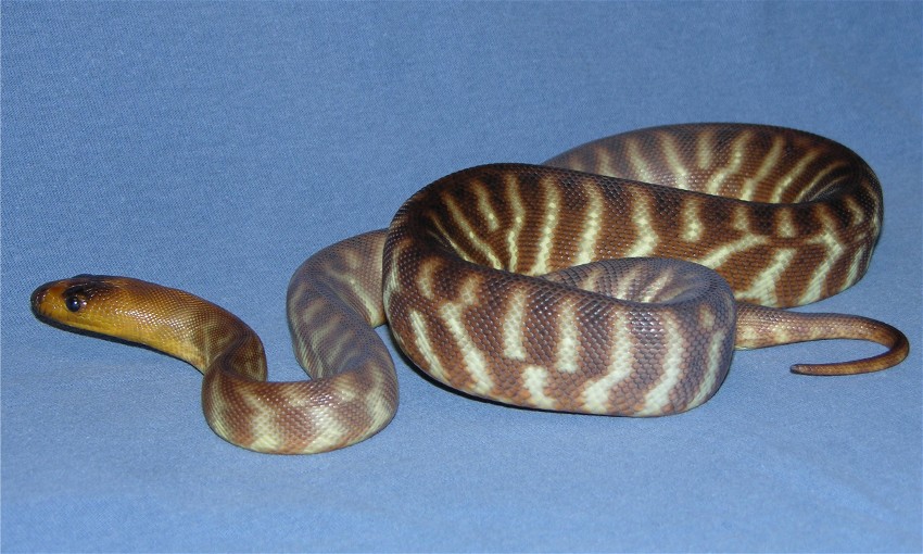 0.1 Woma Python