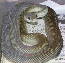 Rock the axanthic