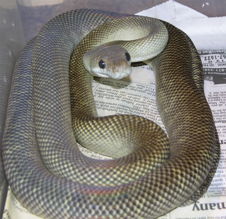 Rock the axanthic
