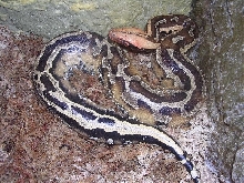 Genetic Striped Borneo Blood Python M