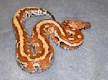 Het