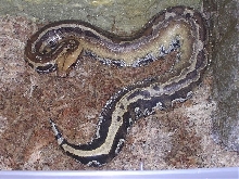 Genetic Striped Borneo Blood Python 0.1