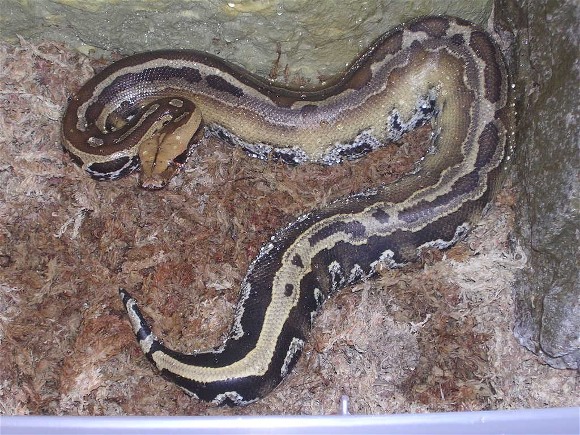 Genetic Striped Borneo Blood Python 0.1