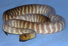 Woma Python