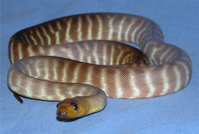 Woma Python