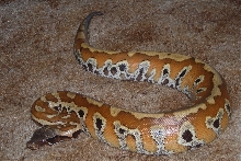 Martar Red Blood