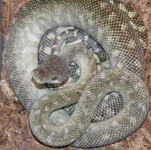 axanthic moluccan