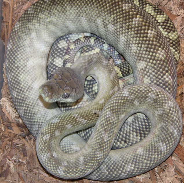 axanthic moluccan