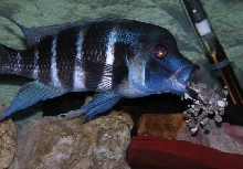 Kigoma Frontosa