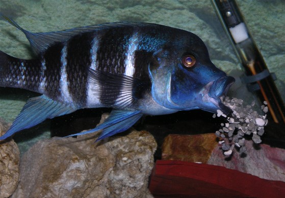 Kigoma Frontosa