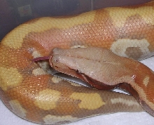 T  Albino male Blood