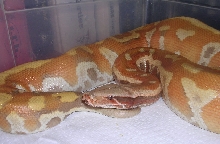 T  Albino male Blood  2nd pic