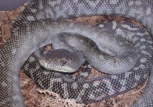 Axanthic Morelia Clastolepis