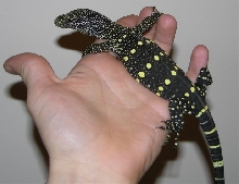 CB Croc monitor