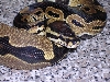 1.0 06 Het Genetic Stripe