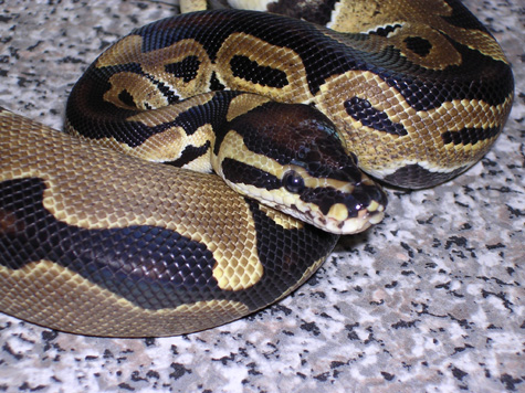 1.0 06 Het Genetic Stripe