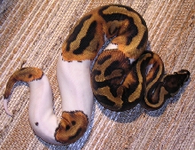 0.1 06 Pied