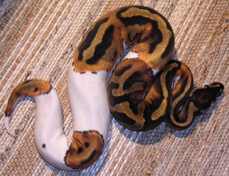 0.1 06 Pied