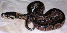 1.0 07 Blackback Pewter Sibling