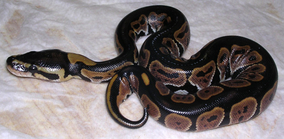 1.0 07 Blackback Pewter Sibling
