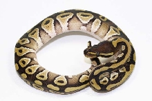 1.0 07 Mojave 1