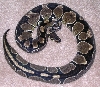 0.1 02 Het Albino