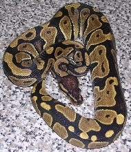 0.1 05 Het Genetic Stripe
