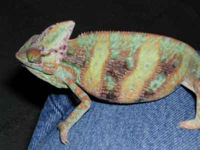 MALE