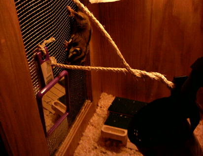 Brownie climbing on the cage.