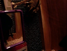 Another of Brownie climbing