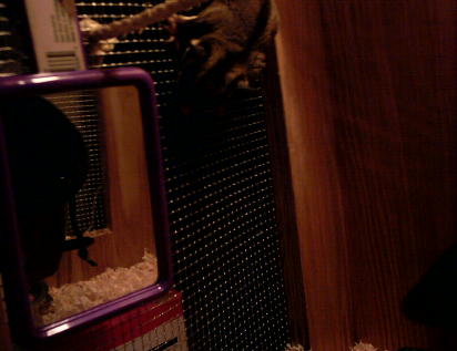 Another of Brownie climbing