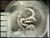giant silkworms.