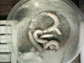 giant silkworms.