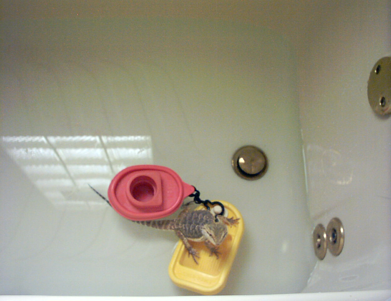 Bathtime