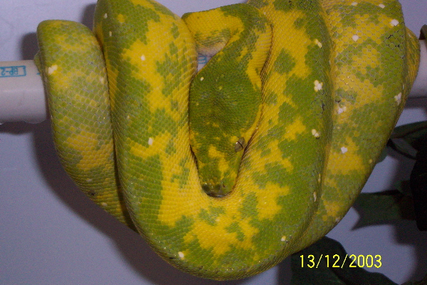 Bali
