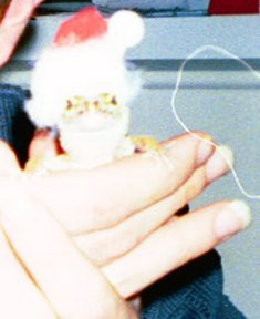 Santa Gecko!