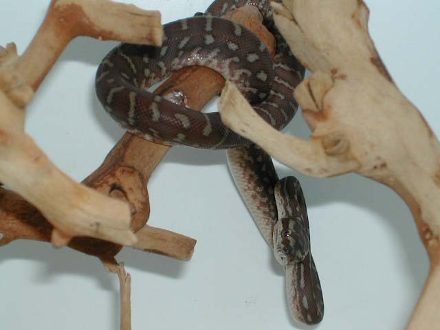 BREDL'S PYTHON