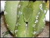ARU FEMALE